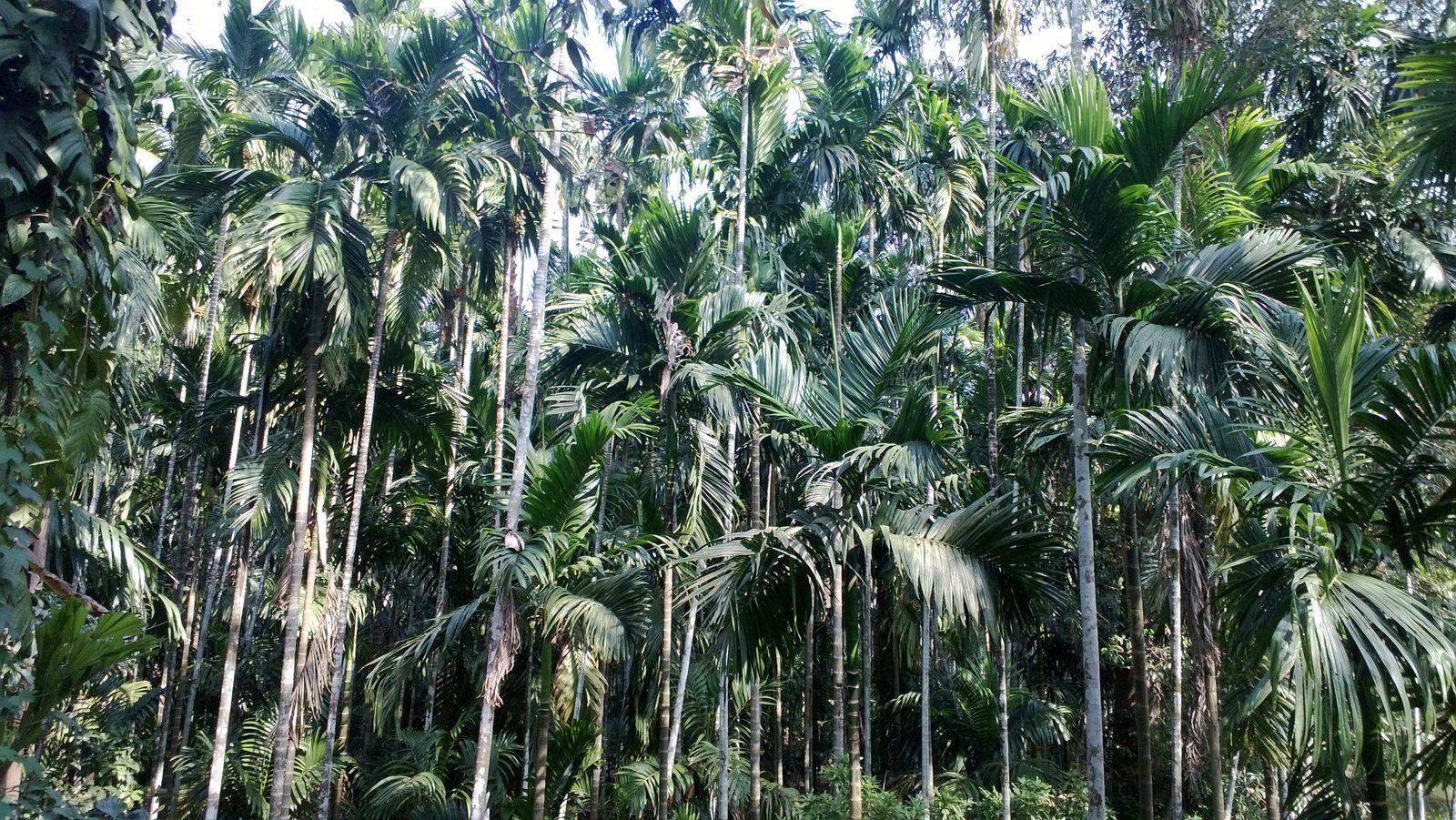 Areca-nut palm plantation at Ponda, Goa